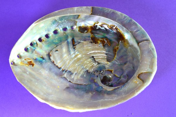 Abalone